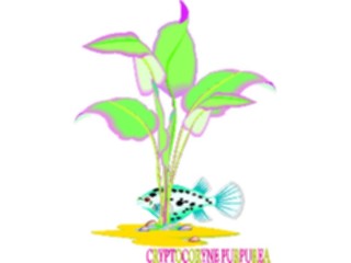 Sticker Custom Preview Image #105187 Plants Flowers Plants Cryptocoryne Purpurea