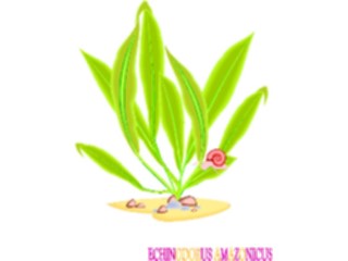 Sticker Custom Preview Image #105188 Plants Flowers Plants Echinodorus Amazonicus