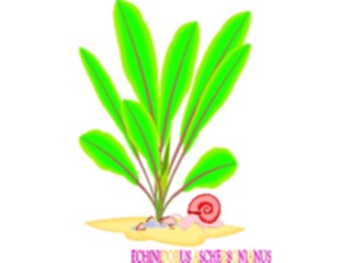 Sticker Custom Preview Image #105189 Plants Flowers Plants Echinodorus Aschersonianus