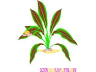 Sticker Custom Preview Image #105190 Plants Flowers Plants Echinodorus Parviflorus