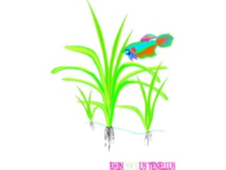 Sticker Custom Preview Image #105191 Plants Flowers Plants Ehinodorus Tenellus