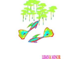 Sticker Custom Preview Image #105205 Plants Flowers Plants Lemna Minor