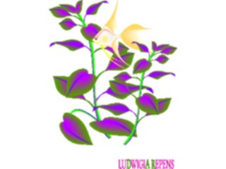 Sticker Custom Preview Image #105207 Plants Flowers Plants Ludwigia Repens