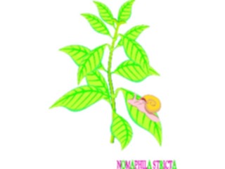 Sticker Custom Preview Image #105208 Plants Flowers Plants Nomaphila Stricta