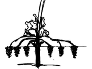 Sticker Custom Preview Image #105229 Plants Flowers Plants Plant021