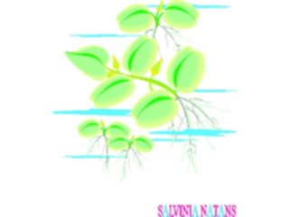 Sticker Custom Preview Image #105495 Plants Flowers Plants Salvinia Natans