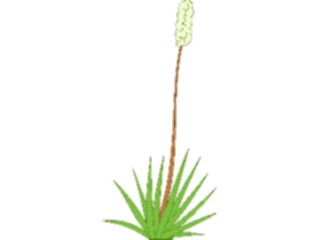 Sticker Custom Preview Image #105507 Plants Flowers Plants Yucca1