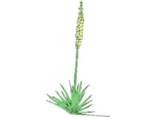 Sticker Custom Preview Image #105509 Plants Flowers Plants Yucca3