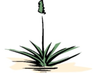 Sticker Custom Preview Image #105510 Plants Flowers Plants Yucca4