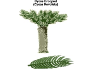 Sticker Custom Preview Image #132790 Trees Leaves Trees Cycas Drooped