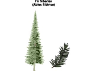 Sticker Custom Preview Image #132792 Trees Leaves Trees Fir Siberian