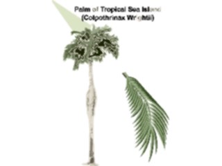Sticker Custom Preview Image #132799 Trees Leaves Trees Palmof Tropical Sea Island