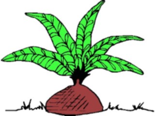 Sticker Custom Preview Image #132861 Trees Leaves Trees Palm Tree Bulb