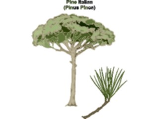 Sticker Custom Preview Image #132897 Trees Leaves Trees Pine Italian