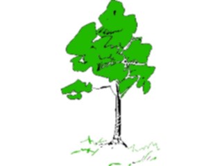 Sticker Custom Preview Image #132985 Trees Leaves Trees Tree077