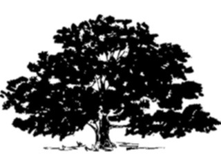 Sticker Custom Preview Image #133018 Trees Leaves Trees Tree110