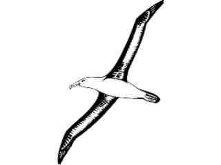  Birds_ Albatross T G_ P A 1 Decal Proportional