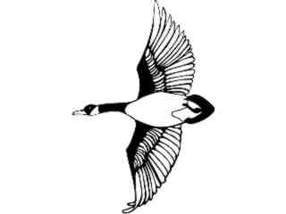  Birds_ Canadian Goose T G_ P A 1 Decal Proportional