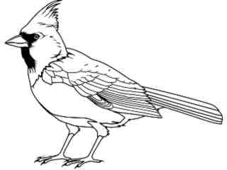  Birds_ Cardinal T G_ P A 1 Decal Proportional