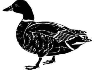  Birds_ Mallard_ 1 2 9_ V A 1 Decal Proportional