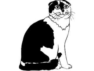  Cats_ Scottish Fold_ 1 3 1_ V A 1 Decal Proportional