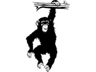  Chimpanzee Monkey_ 1 4 6_ V A 1 Decal Proportional