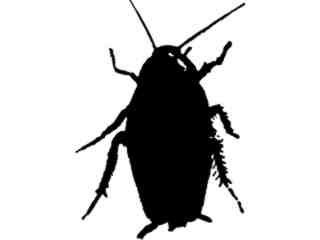  Cockroach Decal Proportional