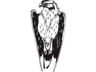  Eagle_ 0 6_ E F 1_ D T L Decal Proportional