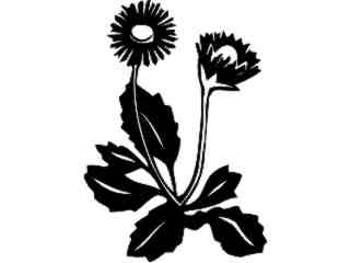  Flowers_ English Daisey_ 1 5 6_ V A 1 Decal Proportional