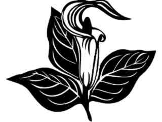  Flowers_ Jack In The Pulpit_ 1 5 5_ V A 1 Decal Proportional