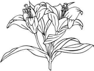  Flowers_ Lily_ 1 5 9_ V A 1 Decal Proportional