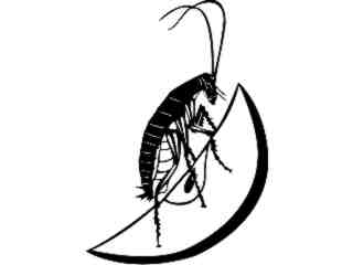  Insects_ Cockroach_ 1 4 4_ V A 1 Decal Proportional