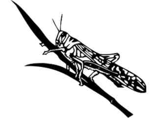  Insects_ Grasshopper 2_ 1 4 4_ V A 1 Decal Proportional