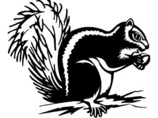  Squirrel_ 1 3 8_ V A 1 Decal Proportional