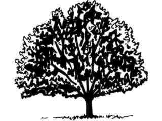  Trees Flowers_ Tree 0 2 M G_ P A 1_ D T L Decal Proportional